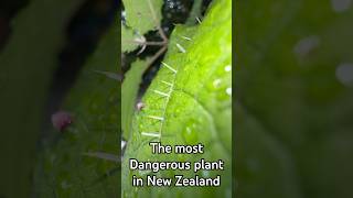 The most painful plant in New Zealand [upl. by Olwen]