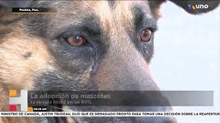 Lamentable  Durante la pandemia por COVID19 las adopciones de perros se redujeron hasta en un 60 [upl. by Saitam]