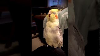 Opera Singing Cockatiel  ViralHog [upl. by Hareehat]