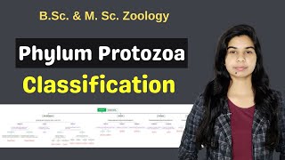 Phylum Protozoa  Classification  B Sc  M Sc  Zoology [upl. by Naellij301]