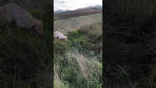 Duna the Setter in the countryside [upl. by Yeltsew]