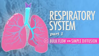 Respiratory System Part 1 Crash Course Anatomy amp Physiology 31 [upl. by Imiaj]