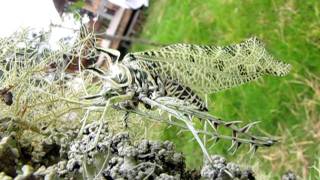 Amazing lichen mimicking katydid at Mount Totumas Cloud Forest Panama [upl. by Diane445]