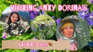 Ep 5  Harvesting Statice flower only here  MadaymenBenguet🌼 staticeflower harvest Madaymen [upl. by Denman]