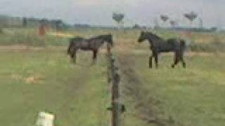 Duurste paarden van de wereld  Blue en Black [upl. by Naleek213]