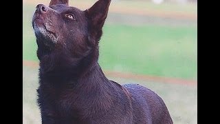 Blue Dog Screen Test Mallee [upl. by Giuliana556]