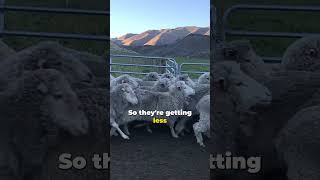 The Benefits of EID in Commercial Sheep Farming with Richard Subtil [upl. by Adgam]