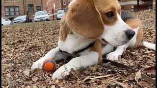 Cute beagle has a funny way of playing fetch [upl. by Warms247]