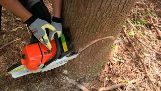 How to Fell a Tree with a Chainsaw [upl. by Aley516]