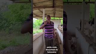 você vai pagar meus carneiros shortsviral shortvideos shorts [upl. by Ahseat]