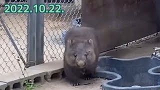 【Wombat】コウくん、ありがとう。お部屋の前でしばらく様子をうかがってから フクちゃん庭を見に行くコウくん🐨20221022 五月山動物園 [upl. by Atinrahs]