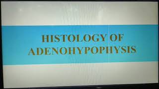 Histology of Adenohypophysis Endocrinology [upl. by Rois36]