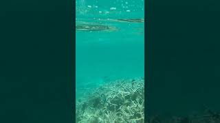 Mauritius Blue Bay Swimming with fishes [upl. by Elyod640]