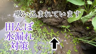 043 田んぼの水漏れ対策 水が溜まらない原因 開いた穴を塞ぐ 穴の探し方 [upl. by Ahsietal202]