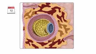 General Embryology  Detailed Animation On Second Week Of Development [upl. by Callum55]