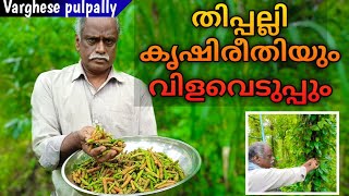 തിപ്പല്ലി കൃഷി  Thippali Krishi Malayalam  Thippali Plant Malayalam  Thippali Uses In Malayalam [upl. by Otsirc]