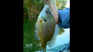 How to catch amp release a Bluegill [upl. by Stanwood]