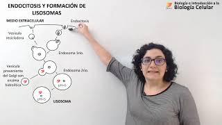 29 Biología celular Golgi Endosomas Lisosomas [upl. by Pauli]