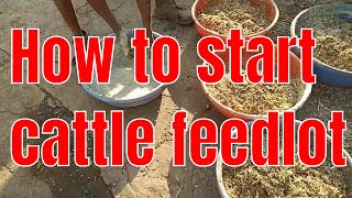 how to start cattle feedlot [upl. by Esenej]