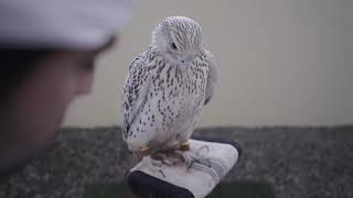 Al Kamda Falcons Introduction [upl. by Hartzell]