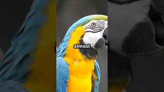 Some MindBlowing facts about Parrot 🦜shorts viralvideo reels nature [upl. by Auohs130]