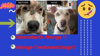 Demodectic mange  Mange treatment dogs  Dog mange treatment [upl. by Devonne]