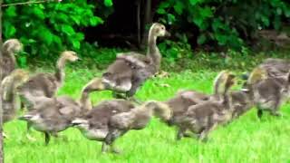 running goslings [upl. by Phelgen]