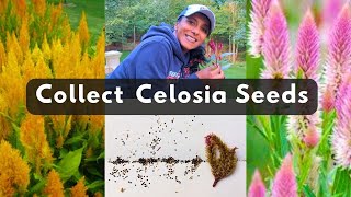 How To Collect Celosia Seeds 🌱 Harvest Store Save [upl. by Eleanora]