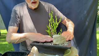 My SHEFFLERA Bonsai Defoliation and Structural Pruning 5Jun2024 [upl. by Lleihsad]