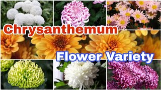 14 Different Types of Chrysanthemum Varieties  Chrysanthemum Flower [upl. by Naoj79]