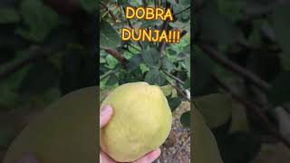 Jedan plod DUNJE pre 1 kg težine fruit farming garden dunja hemus [upl. by Line]