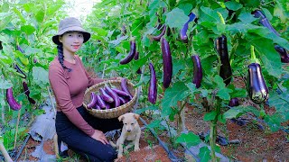 Harvesting Eggplants  Make Lanterns Crispy Fried Eggplants amp Grilled Purple Fish with Onion Grease [upl. by Nannoc697]