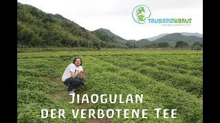 Tausendkraut Jiaogulan Farm [upl. by Shaina]