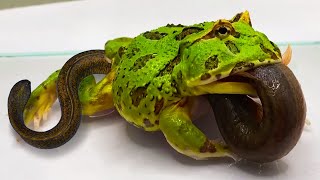 Green Pacman Frog Eats A Giant Loach  Pacman Frog  African Bullfrog【LIVE FEEDING】 [upl. by Rahr]