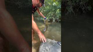 J’offre ma main à ce silure resté près du Float tube après la release 😱 noodling fishing catfish [upl. by Eylhsa]