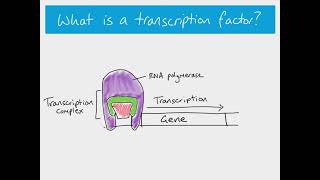 A2 Biology  transcription factors and gibberellin [upl. by Kendell]