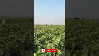 Green Radish Harvesting From Farm 🥒 harvesting satisfying vegetables radish short shorts [upl. by Brandise]