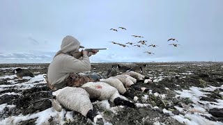 INSANE Late Season Solo Goose Hunting Limited Out [upl. by Oranneg611]