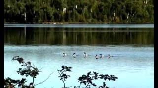 The Sound of the Canadian Loons  Le chant du huard canadien 13 [upl. by Euqinahc]