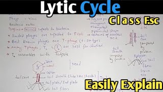 Lytic Cycle Of Bacteriophage Fully Explained In Urdu  Class 11 Biology [upl. by Ardnu]