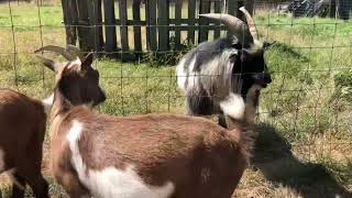 Rue Goat is in Heat and Looking for Love homesteading goat farmlife funnyanimals [upl. by Akienat675]