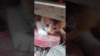 monyet jogetcat kitten funny comedy [upl. by Akeim]