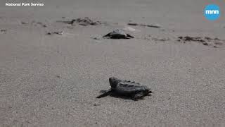 Dozens of endangered baby sea turtles hatch in New York City and crawl to the sea [upl. by Gnol]