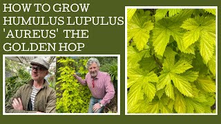 How to grow Humulus lupulus Aureus or the Golden Hop [upl. by Twum767]