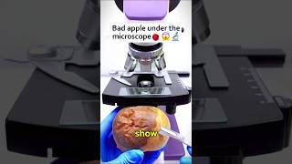 Bad apple under the microscope microscope [upl. by Idnyc]