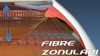 Zonular Fibers  Accomodation  Sub  ENG   Anatomy and Histology part 1 [upl. by Tyrone]