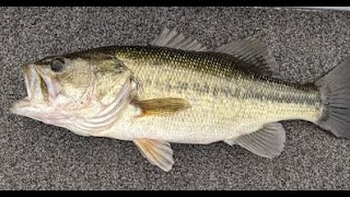 Table Rock Lake Video Fishing Report November 29 2023 short [upl. by Byrle]