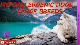 Hypoallergenic Dogs  The Large Breeds [upl. by Adnima373]