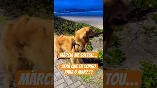 SERÁ QUE EU CORRO PARA O MAR 🌊🐶 goldenretriever pets cachorro doguinho cachorrosengraçados [upl. by Aime]