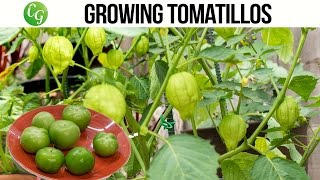 How to grow and harvest Tomatillo  Chutney Recipe [upl. by Anek424]